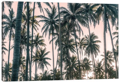 Palms View on Pink Sky I Canvas Art Print