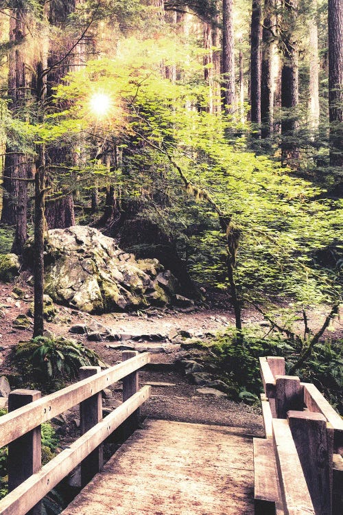 Sunlight on the Forest Path