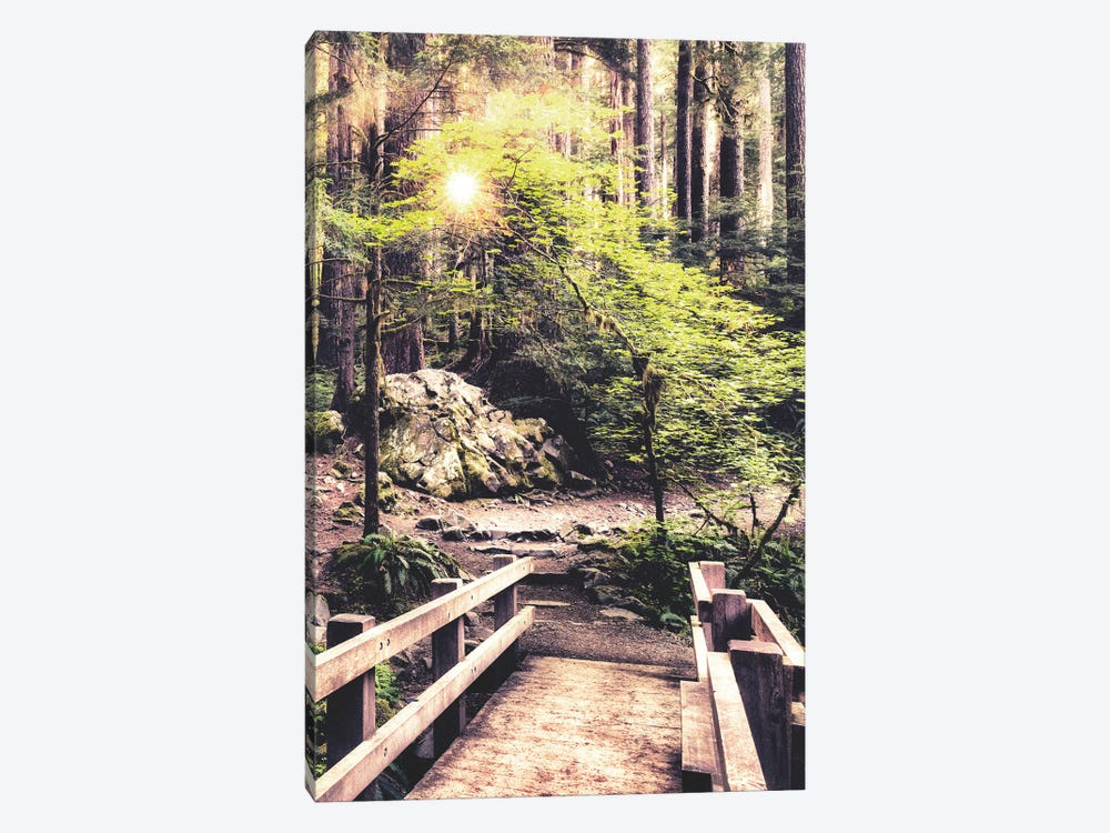 Sunlight on the Forest Path by Andy Amos 1-piece Canvas Art Print