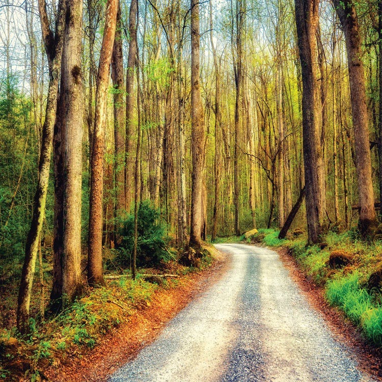 Wood Path