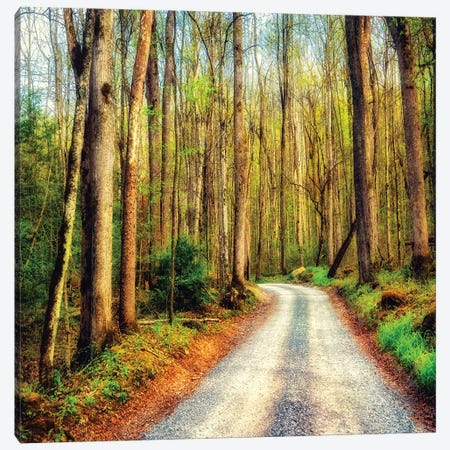 Wood Path Canvas Print #AAS49} by Andy Amos Art Print