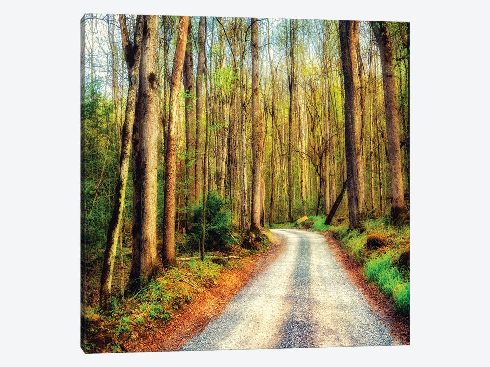 Wood Path by Andy Amos 1-piece Canvas Art