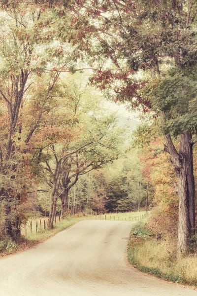 Along The Path by Andy Amos canvas print