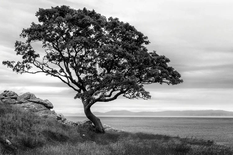 Bonsai Tree