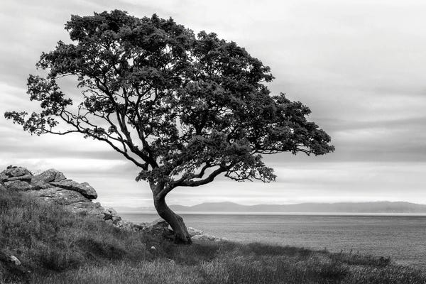 Andy Amos: Bonsai Tree by Andy Amos