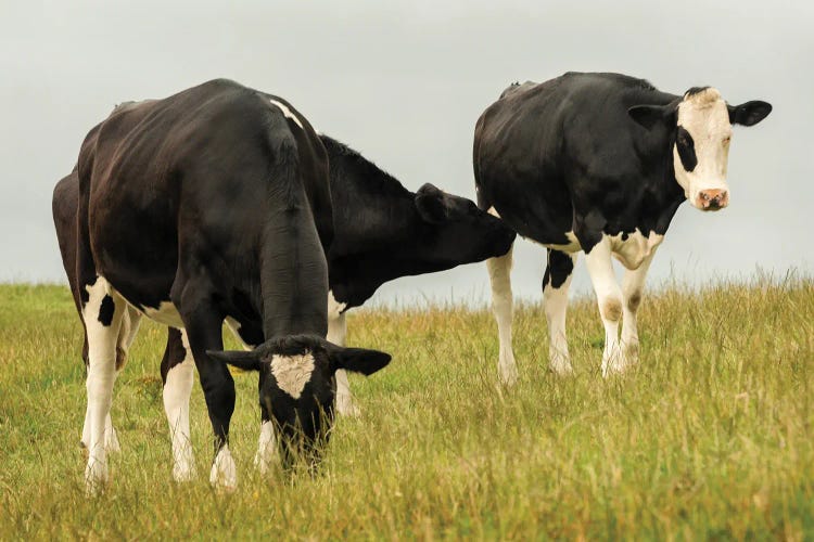 Country Cows