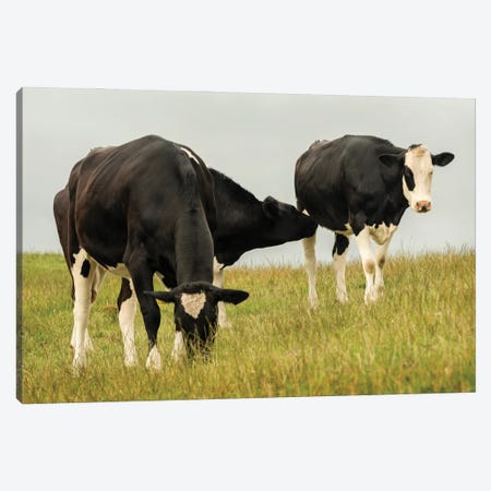Country Cows Canvas Print #AAS55} by Andy Amos Canvas Art Print