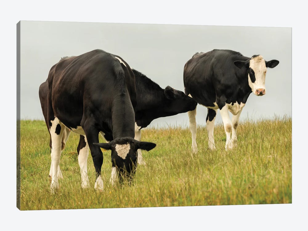 Country Cows by Andy Amos 1-piece Canvas Art Print