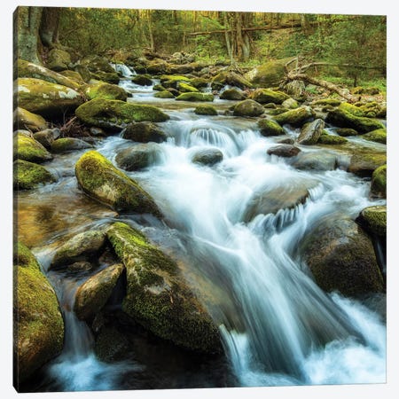 Forest River Canvas Print #AAS59} by Andy Amos Canvas Artwork