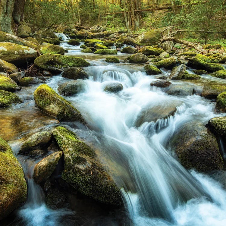 Forest River