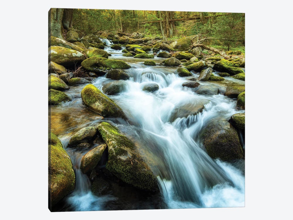 Forest River by Andy Amos 1-piece Canvas Art Print