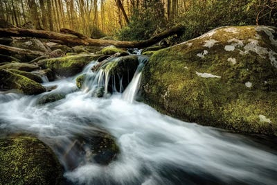 Fallen Timber by Andy Amos canvas print