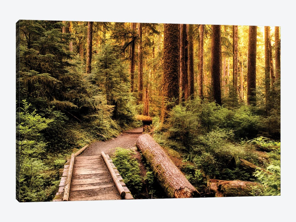 Nature Hiking Trail by Andy Amos 1-piece Canvas Print