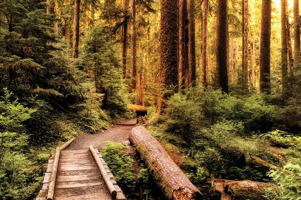 Take A Hike: Nature Hiking Trail by Andy Amos