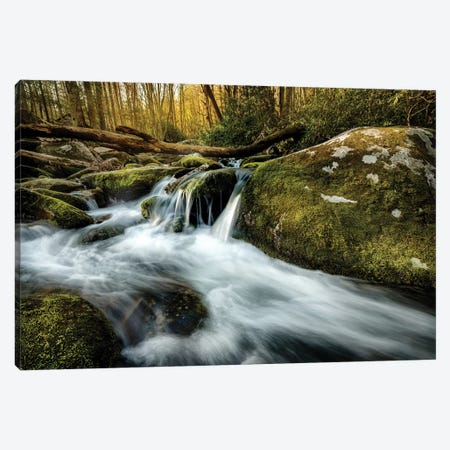Fallen Timber Canvas Print #AAS7} by Andy Amos Canvas Art
