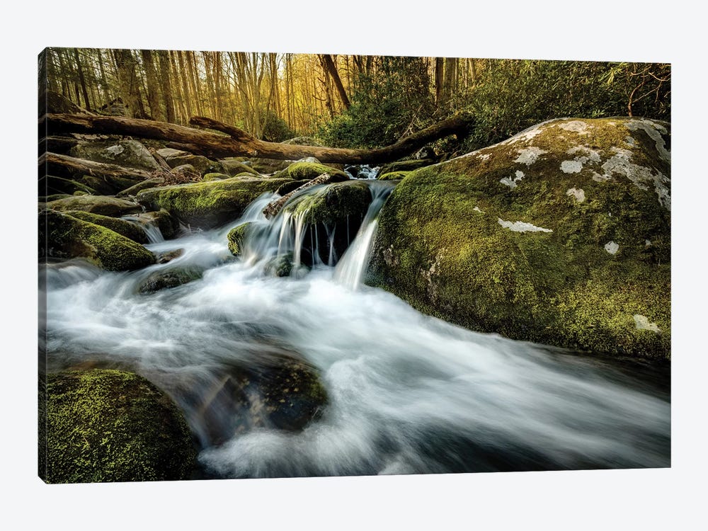 Fallen Timber by Andy Amos 1-piece Canvas Wall Art