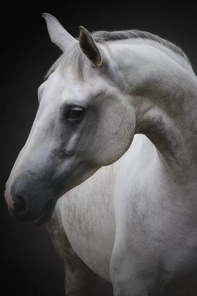 Horses: Maggie by Avishai Avivi