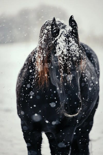 Finding Comfort In The Cold