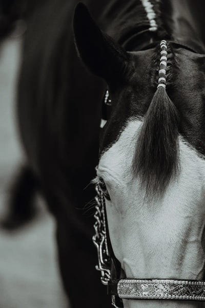 Animal Lover: Ready To Show by Anna Archinger