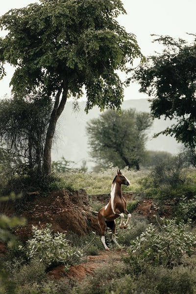 Reining A Vertical Horizon by Anna Archinger art print