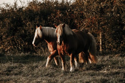The Sunset Walk by Anna Archinger canvas print