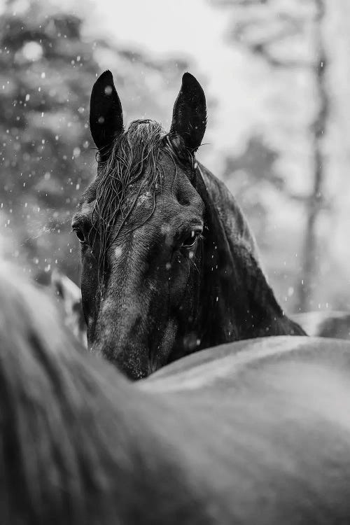 Through The Rain by Anna Archinger wall art