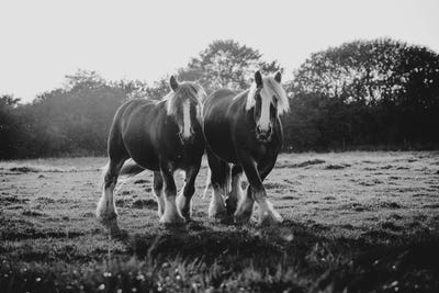 Twin Joy by Anna Archinger art print