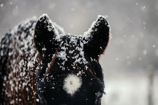 Animal Lover: Blending In by Anna Archinger