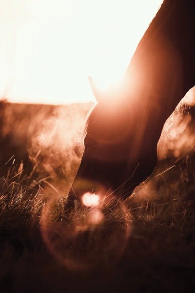 Dream-Like Country-Jour by Anna Archinger art print