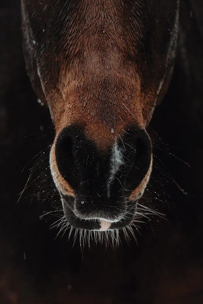 Animal Lover: Enduring The Storm by Anna Archinger