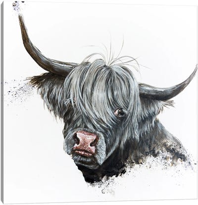 Bashful Coo Canvas Art Print - Highland Cow Art