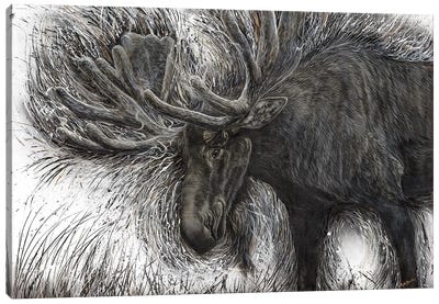 Untamed Moose Canvas Art Print - Angela Bawden