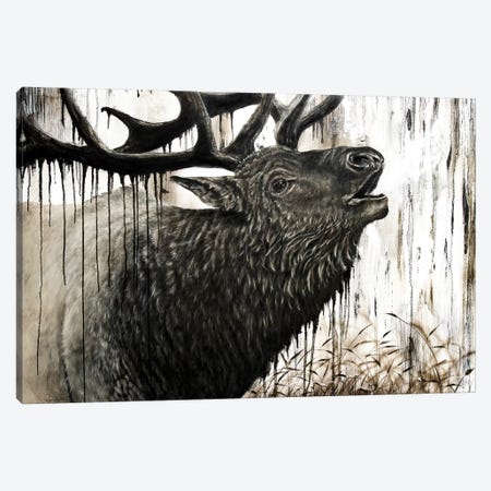 Bugling Bull Elk Canvas Print #ABD2} by Angela Bawden Canvas Artwork