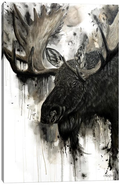 Bull Moose Canvas Art Print - Angela Bawden
