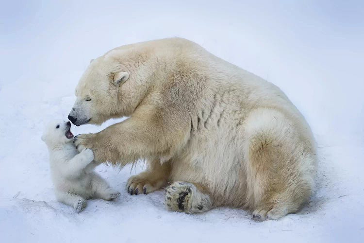Polar Bear With Mom I by Anton Belovodchenko wall art