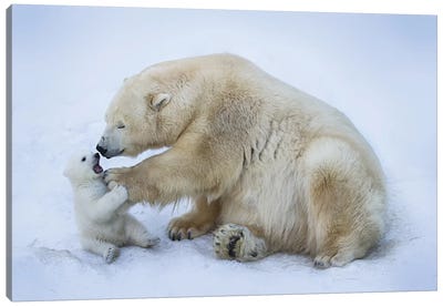 Polar Bear With Mom I Canvas Art Print - Polar Bear Art