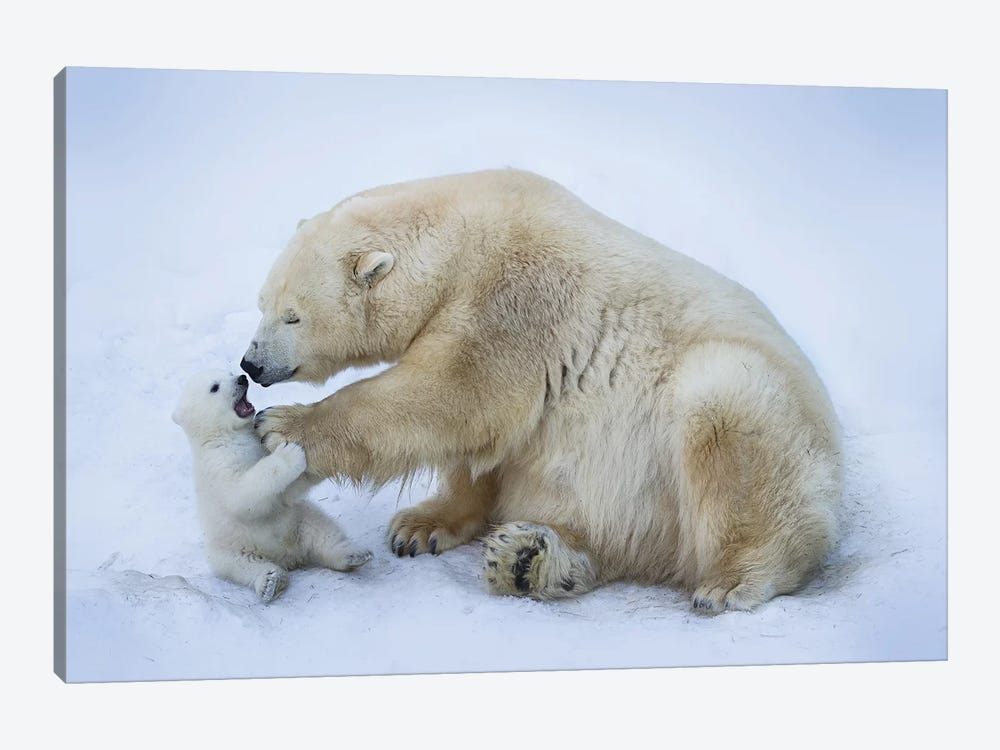 Polar Bear With Mom I by Anton Belovodchenko 1-piece Canvas Print