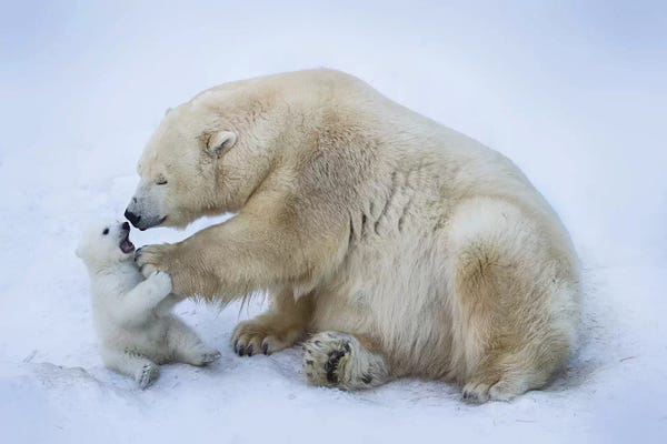 Polar Bears: Polar Bear With Mom I by Anton Belovodchenko