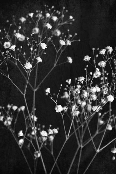 Black & White Florals: Delicate I by Ann Bailey