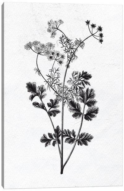 Pressed Herbs II Canvas Art Print