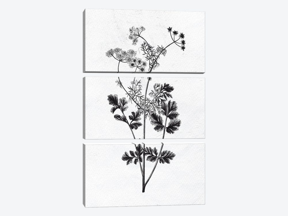 Pressed Herbs II by Ann Bailey 3-piece Canvas Print