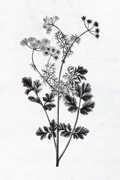 Vintage Botanical Illustrations: Pressed Herbs II by Ann Bailey