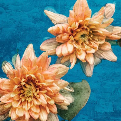 Orange Chrysanthemums by Ann Bailey art print