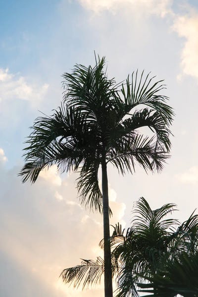 Anita's & Bella's Art: Lush Glam Palm Tree I by Anita's & Bella's Art