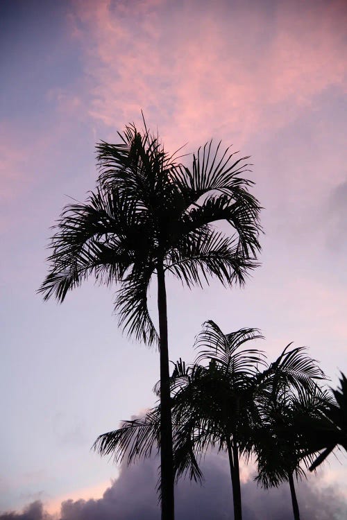 Summer Night Magic Palms I