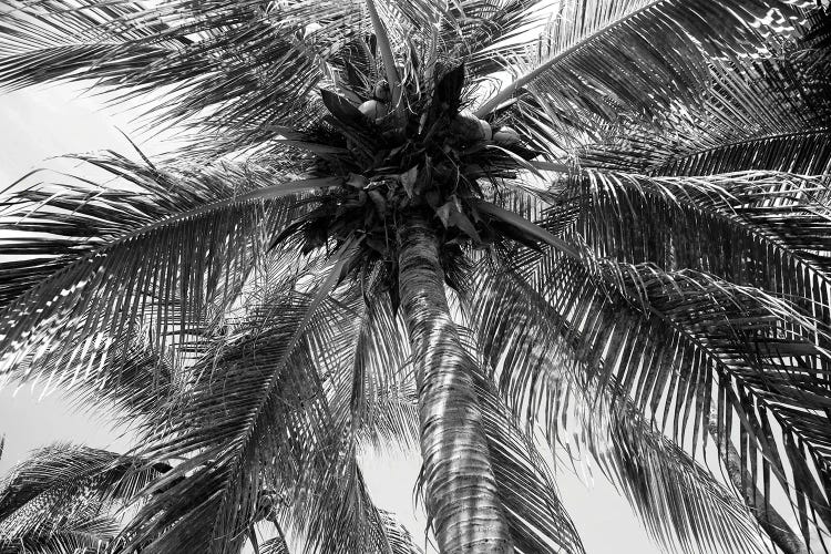 Summer Coconut Chill Palm II