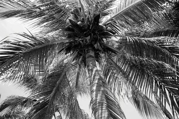 Summer Coconut Chill Palm II