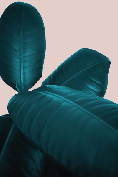 Anita's & Bella's Art: Ficus Elastica IV by Anita's & Bella's Art