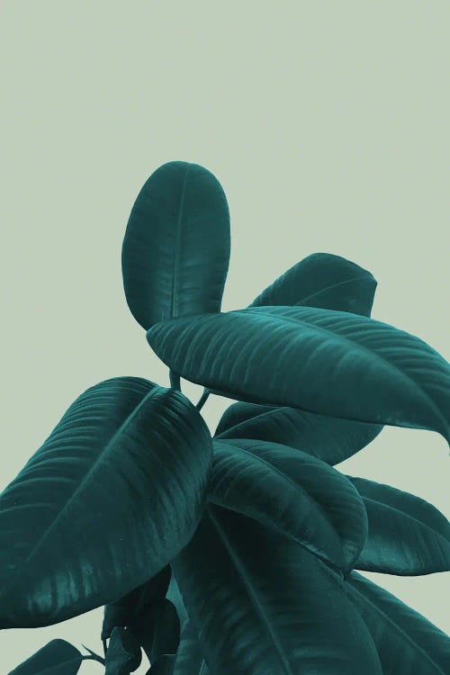 Ficus Elastica VIII by Anita's & Bella's Art wall art