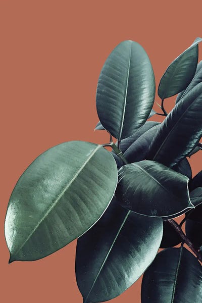 Ficus Elastica XVII by Anita's & Bella's Art framed canvas print